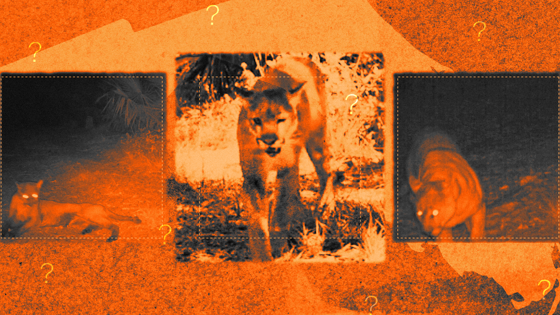 Florida panthers and bobcats are stumbling or can't walk and