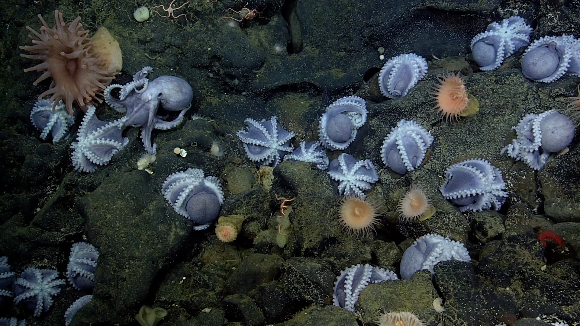 We Created The World's First Underwater Garden