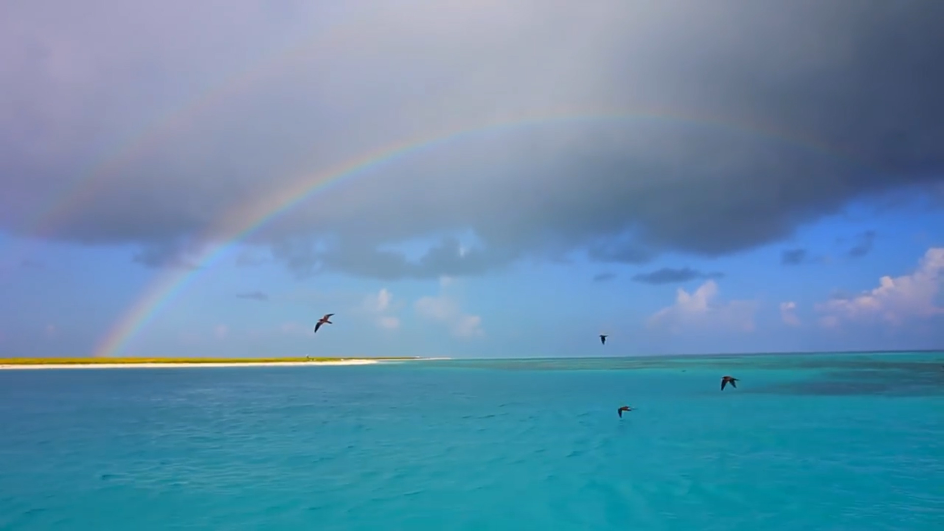 Obama creates the largest protected place on the planet, in Hawaii