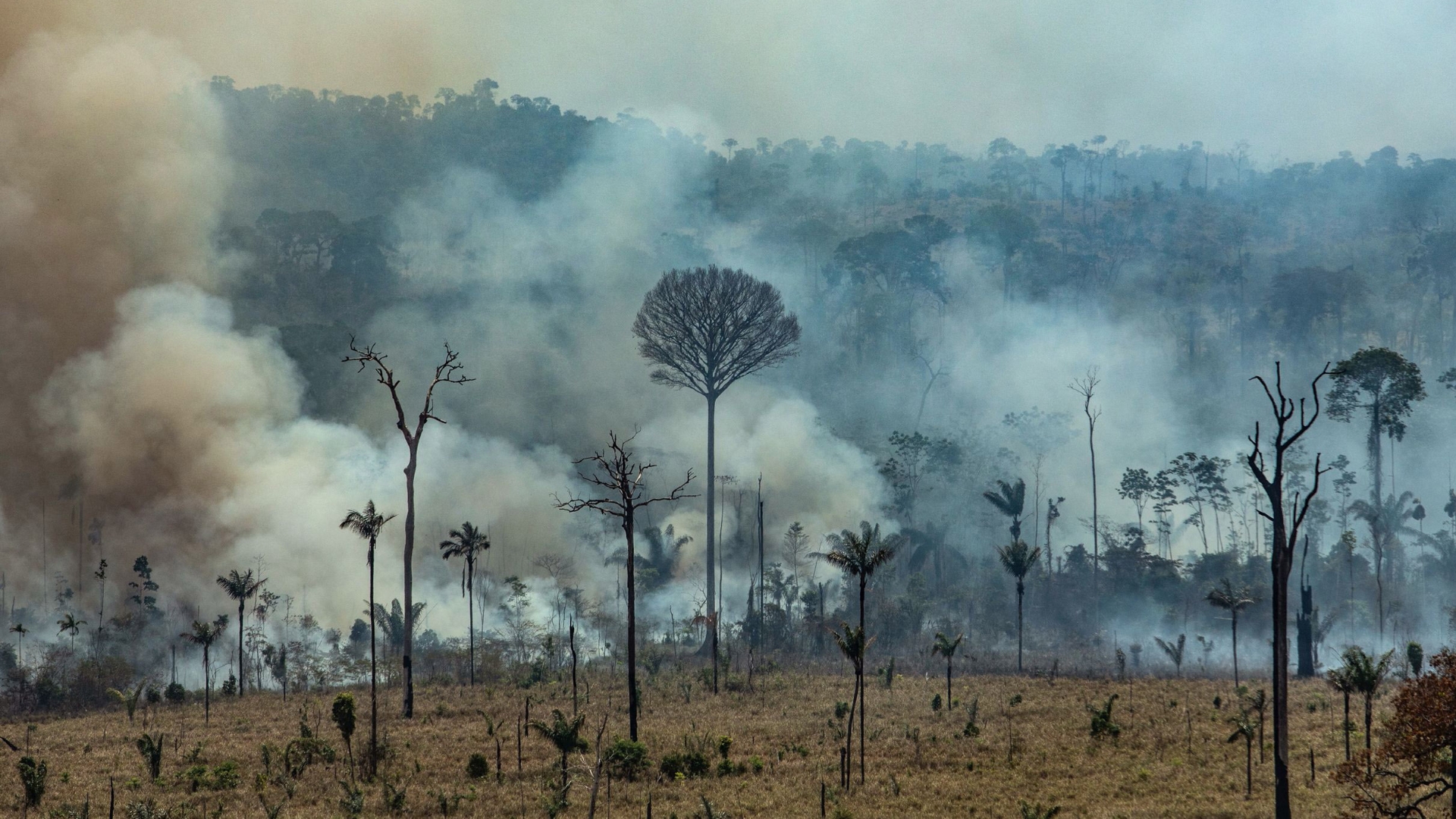 Amazon rainforest fires: What you need to know - The Washington Post