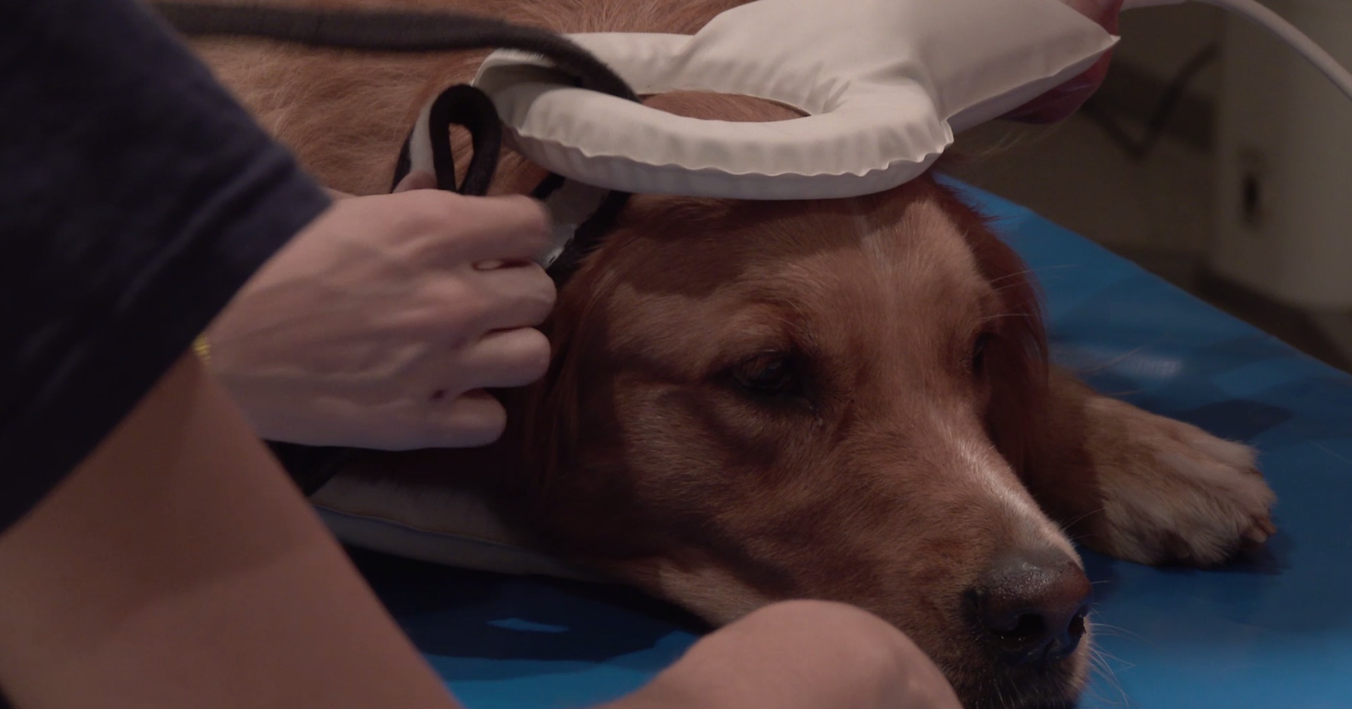 Here's how scientists got dogs to lie still in a brain scanner for