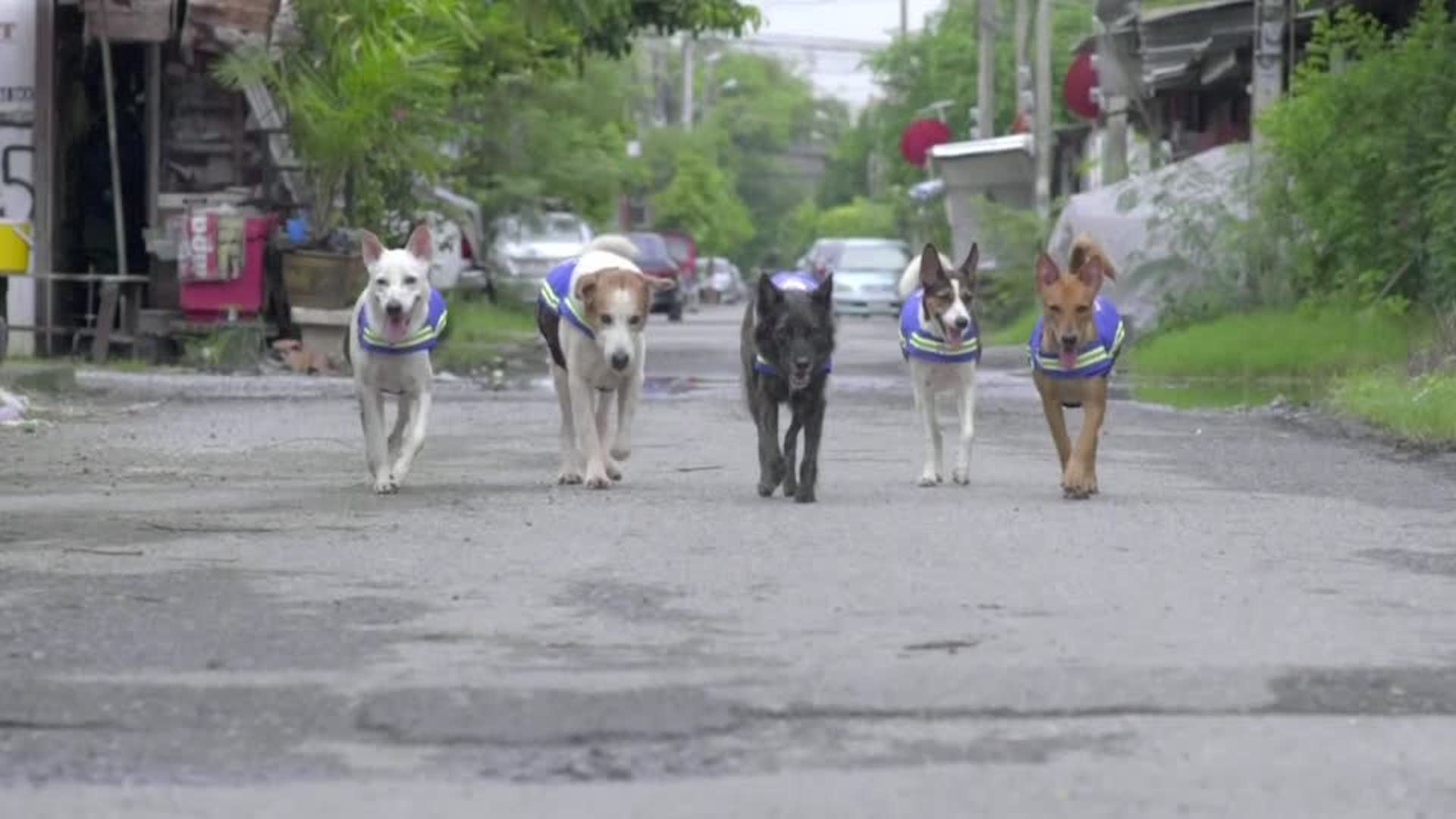 are there a lot of stray dogs in thailand