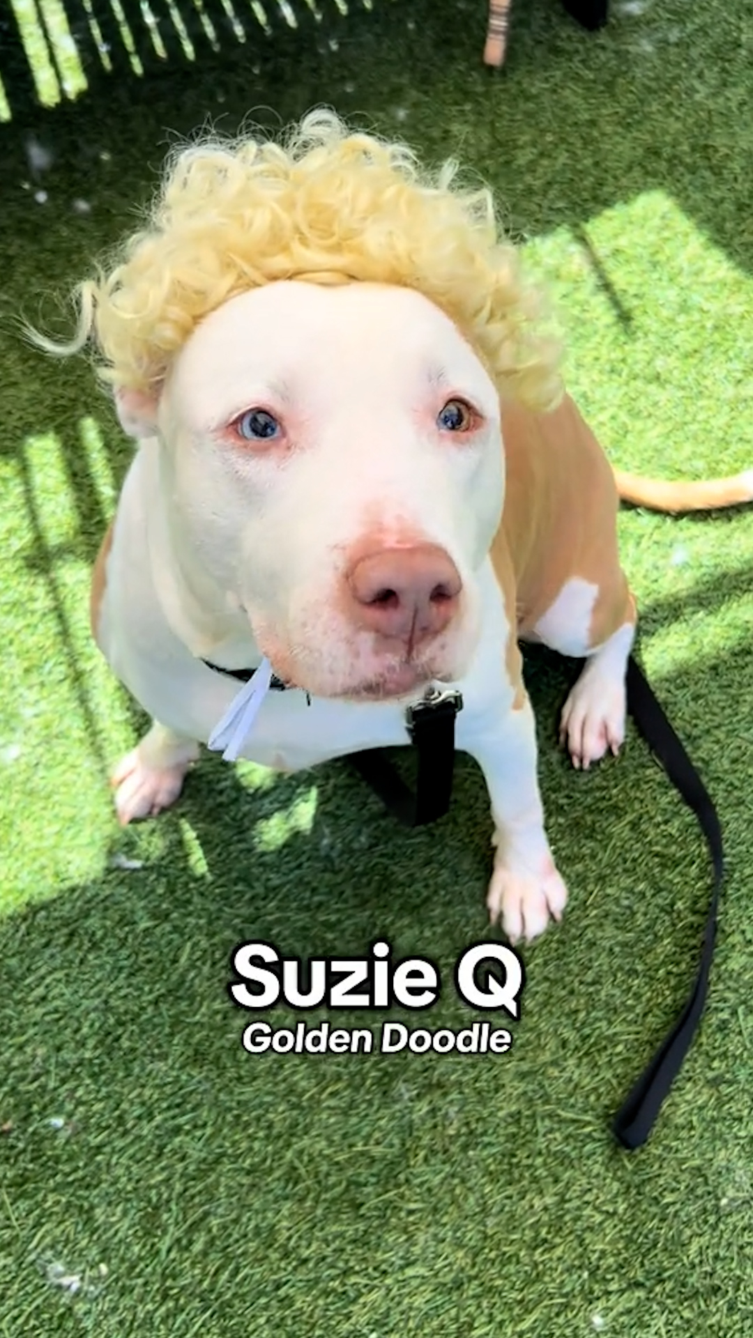 NYC shelter dresses pit bulls as doodles as joke to promote