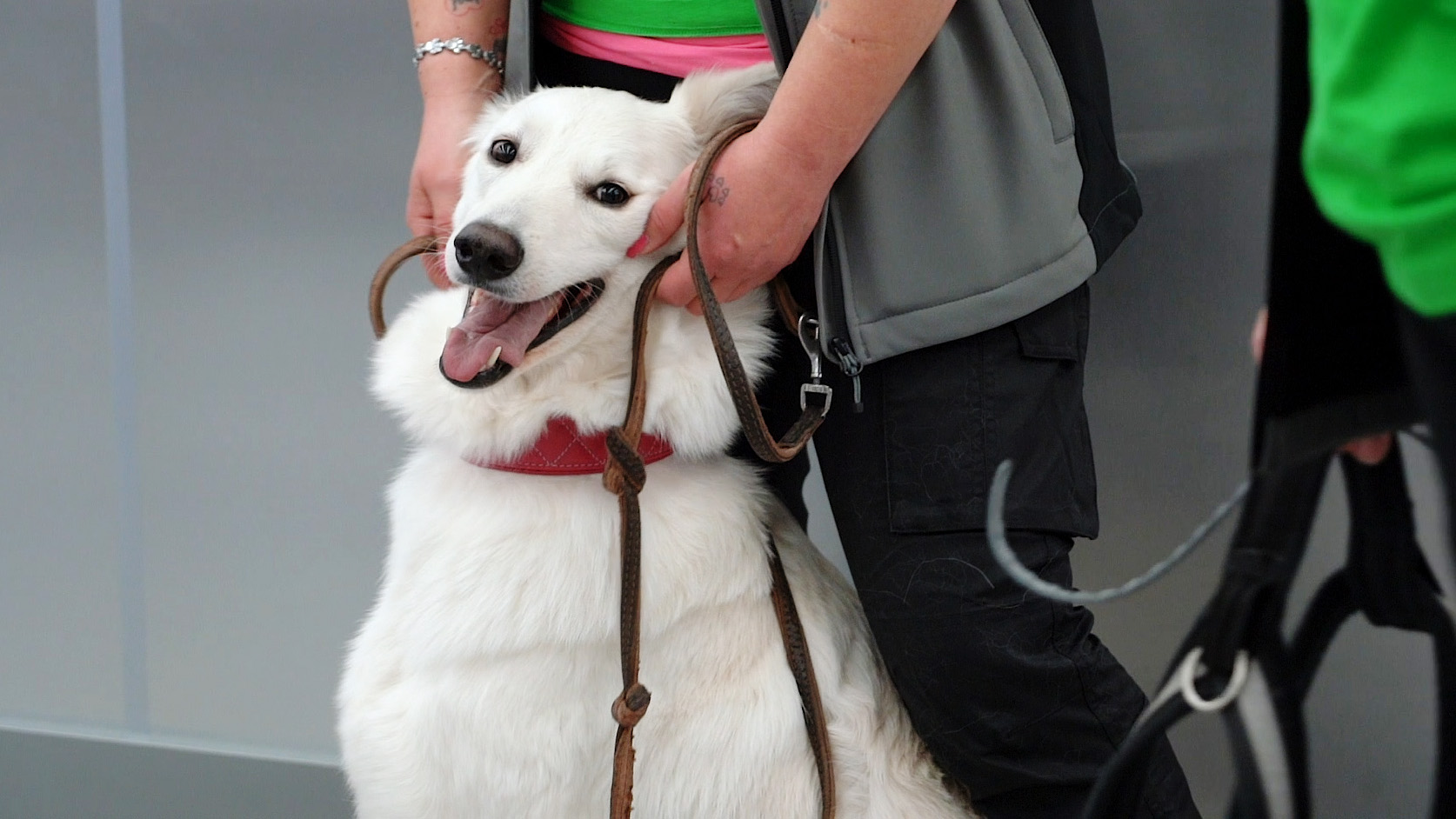 what are airport dogs sniffing for