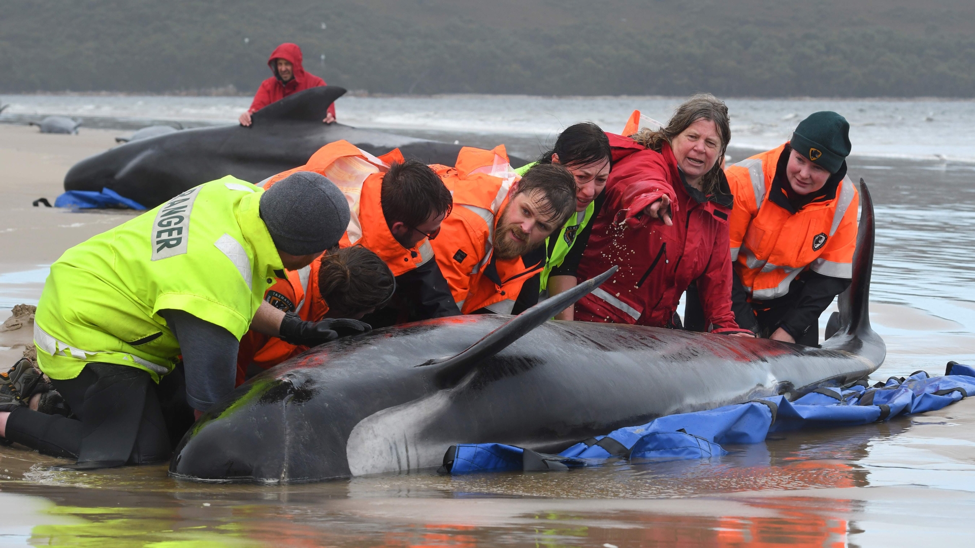 Australia says about 230 pilot whales stranded in Tasmania, half feared dead