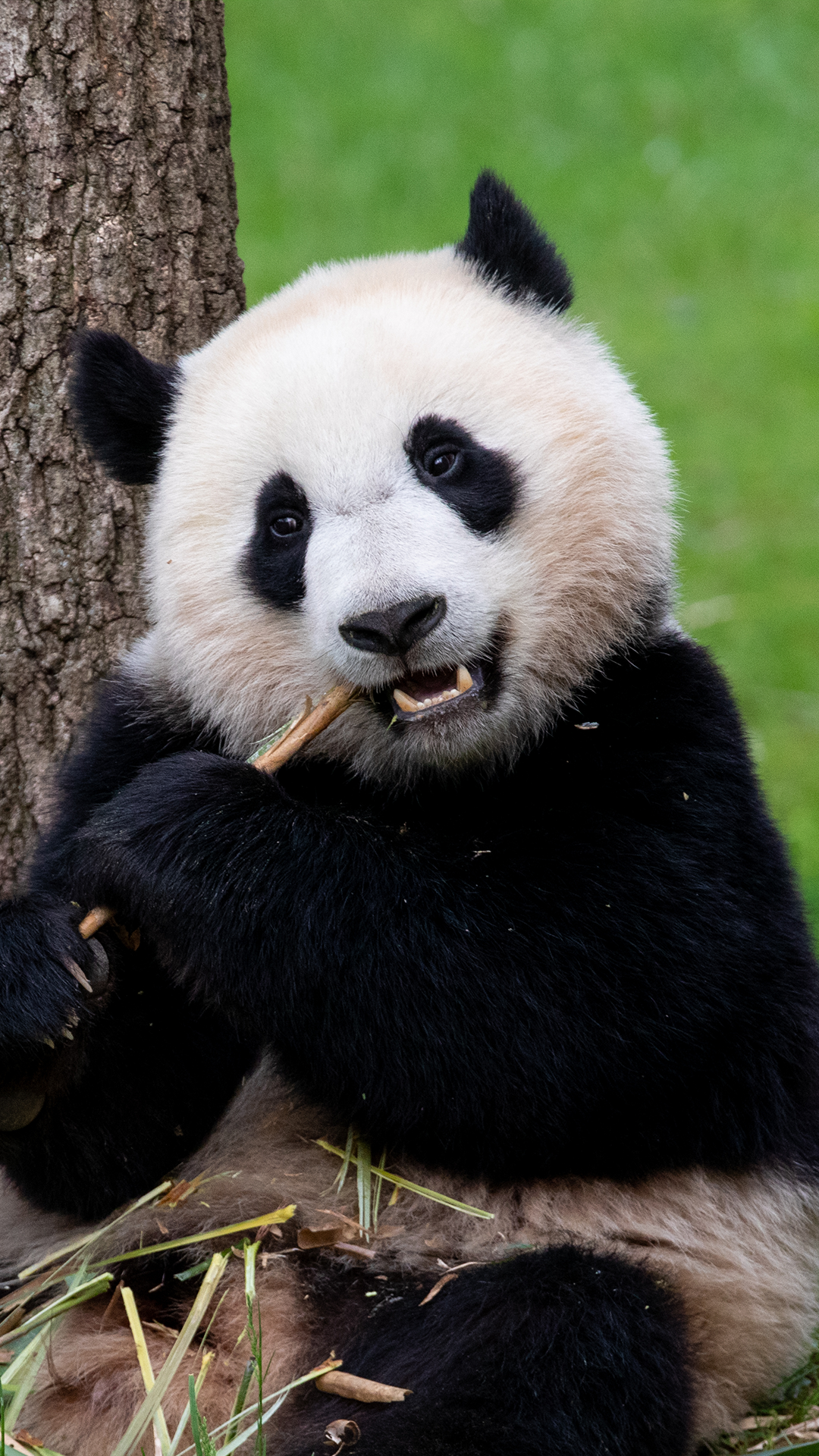 Opinion  Good riddance to the National Zoo's pandas? No way. - The  Washington Post