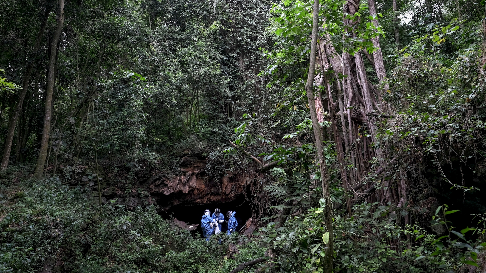 These bats carry the lethal Marburg virus, and scientists are