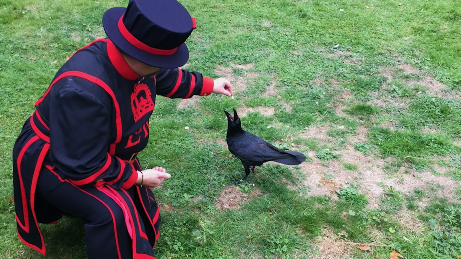 tower of london raven master