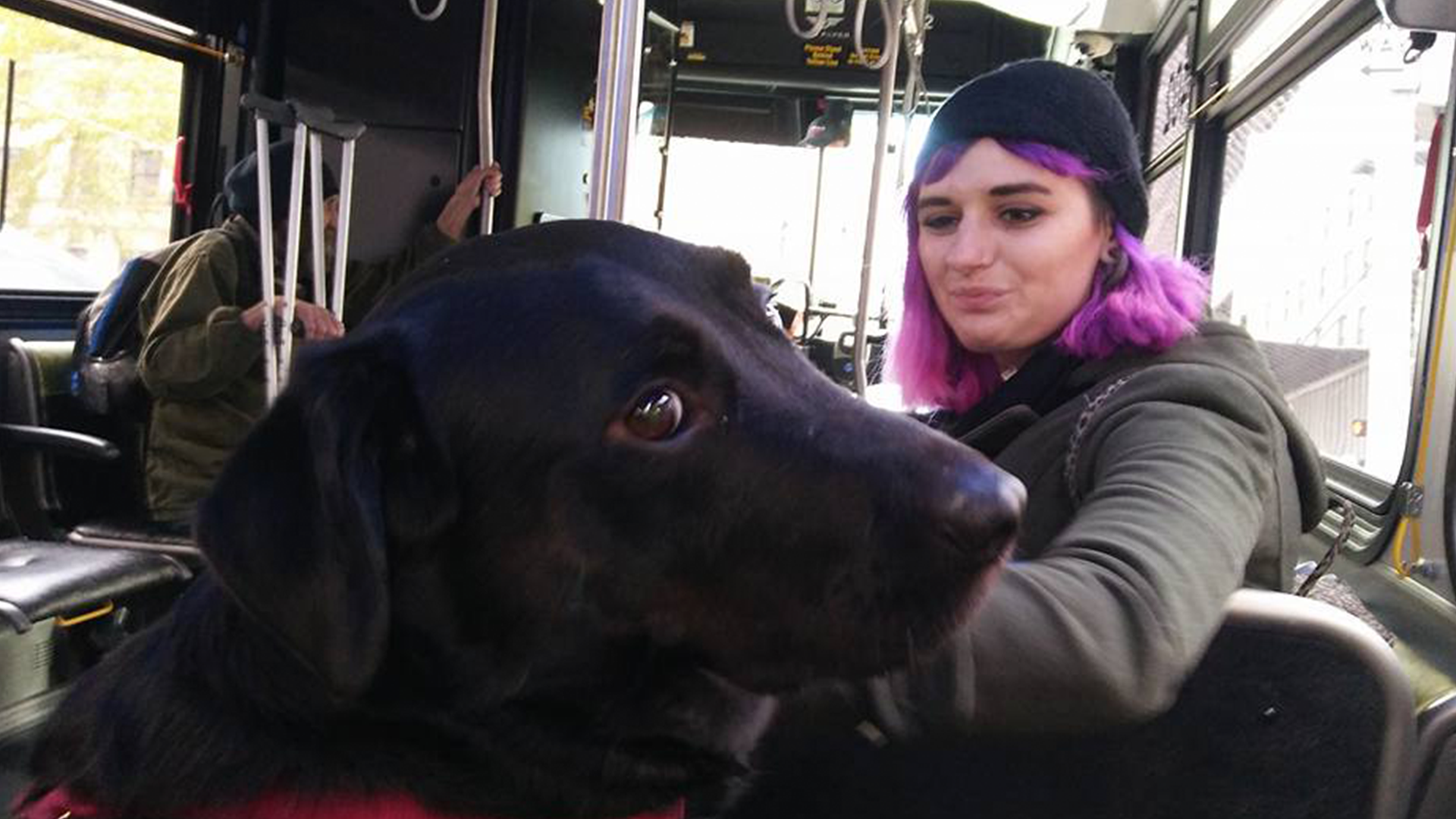 can you bring dogs on the bus