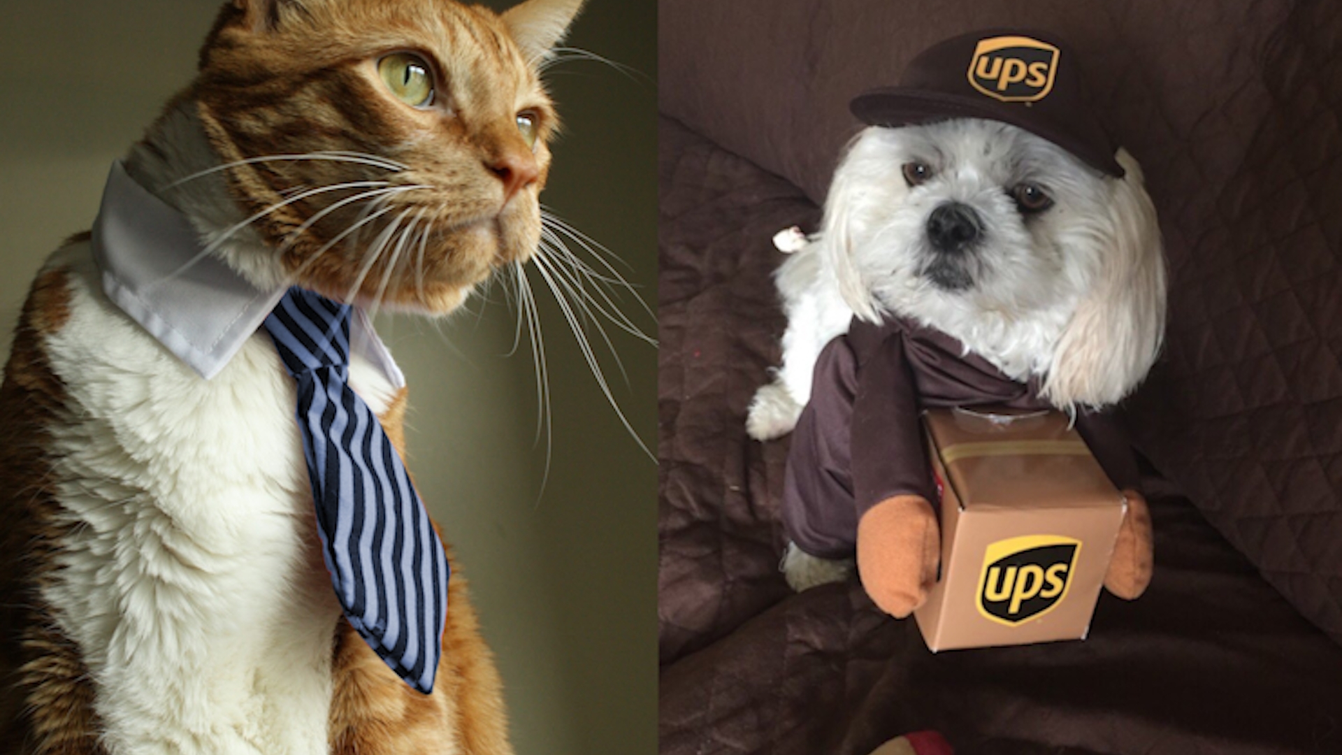 Pets get in the Halloween spirit