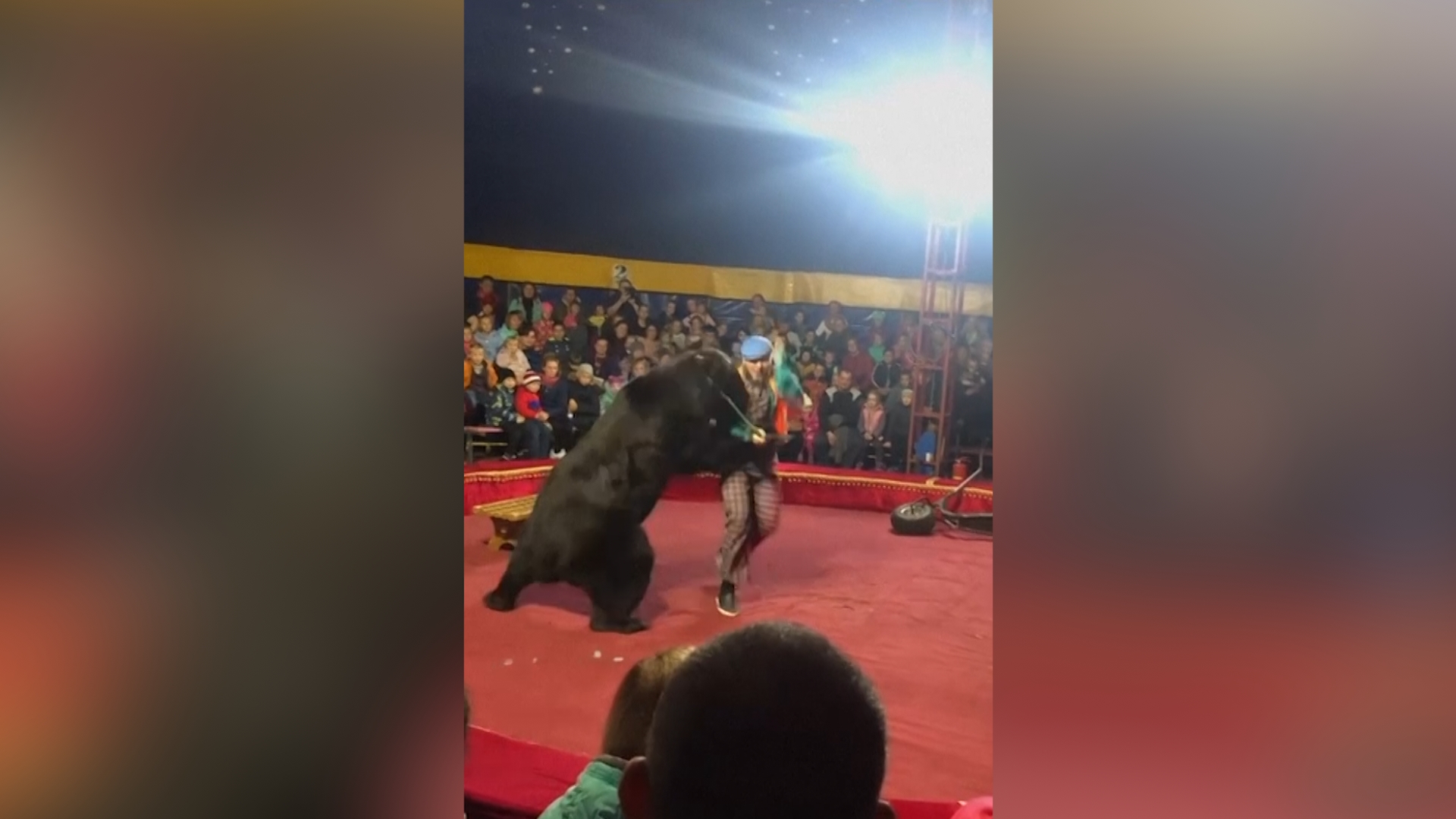 Russian circus bear attacks trainer - The Washington Post