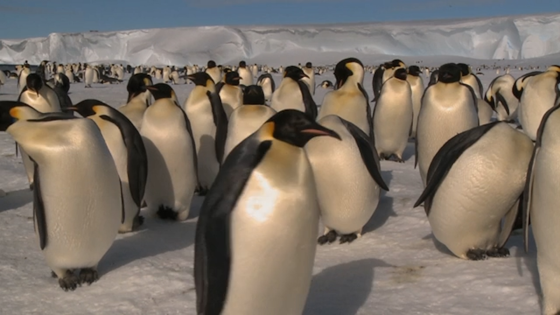 Climate change threatens emperor penguins with extinction