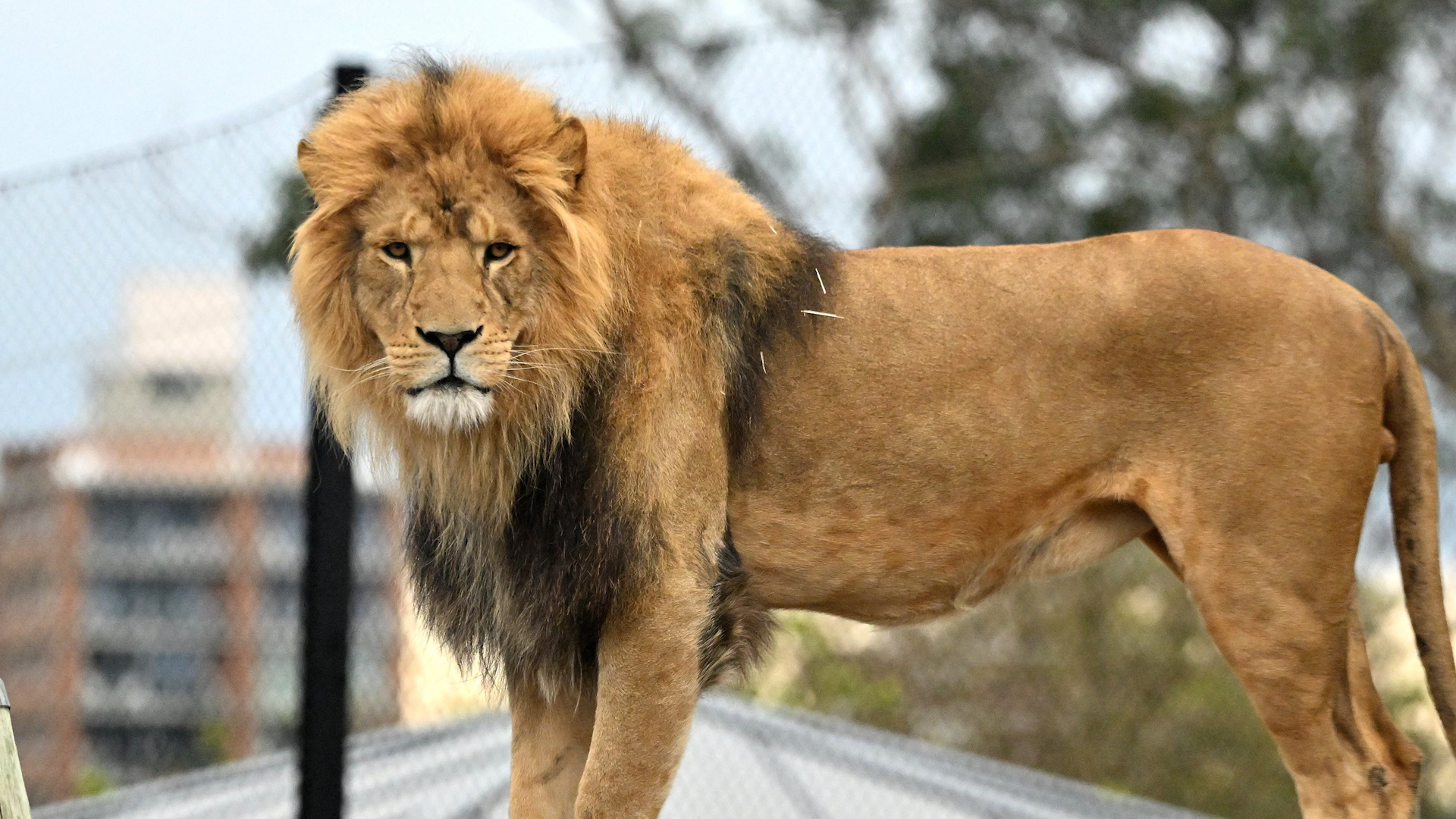 Post　their　Taronga　Lions　escape　The　alarming　at　Sydney's　guests　Zoo　enclosure,　Washington