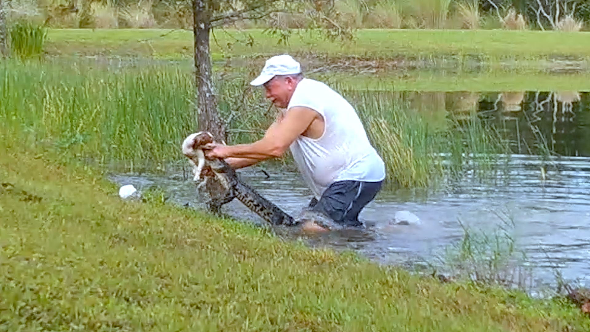 Florida man rescues puppy from alligator in Lee County - The Washington Post