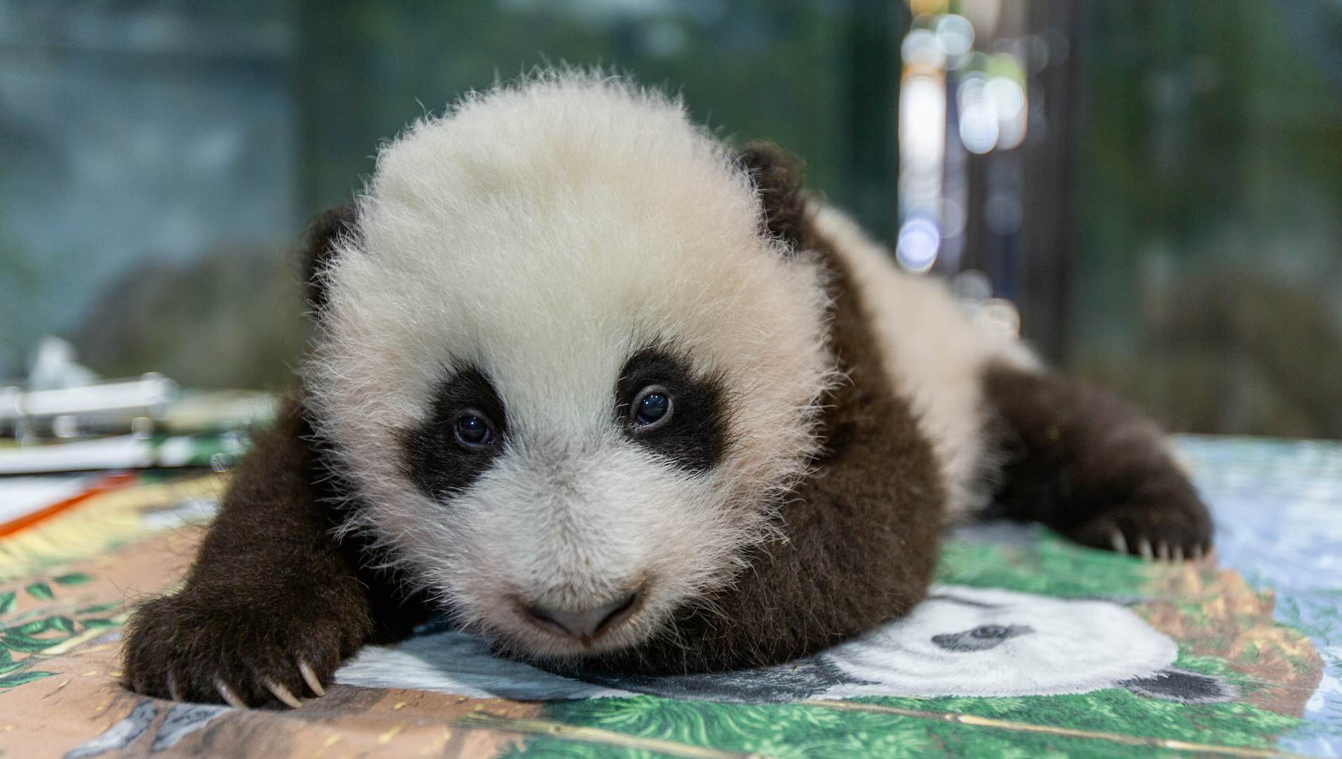 Newborn Panda