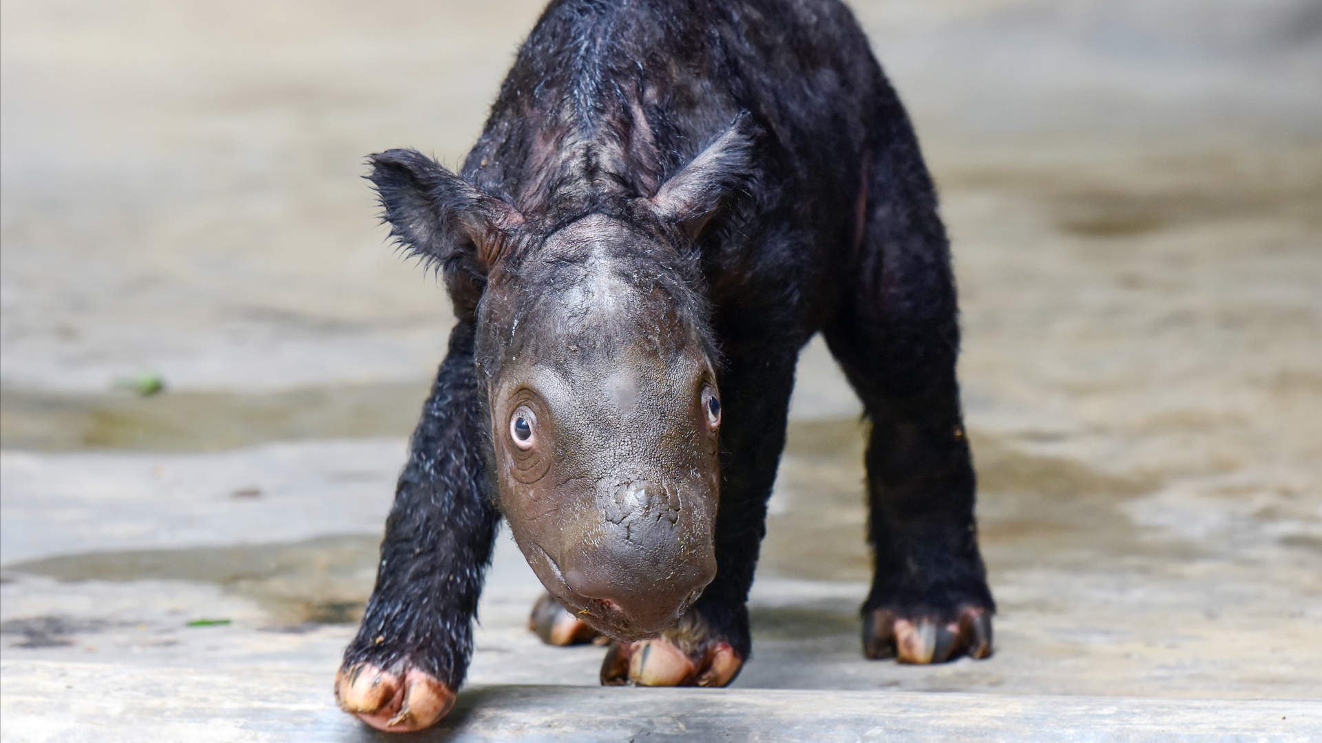 Endangered Sumatran rhinoceros gives birth to a new calf - The