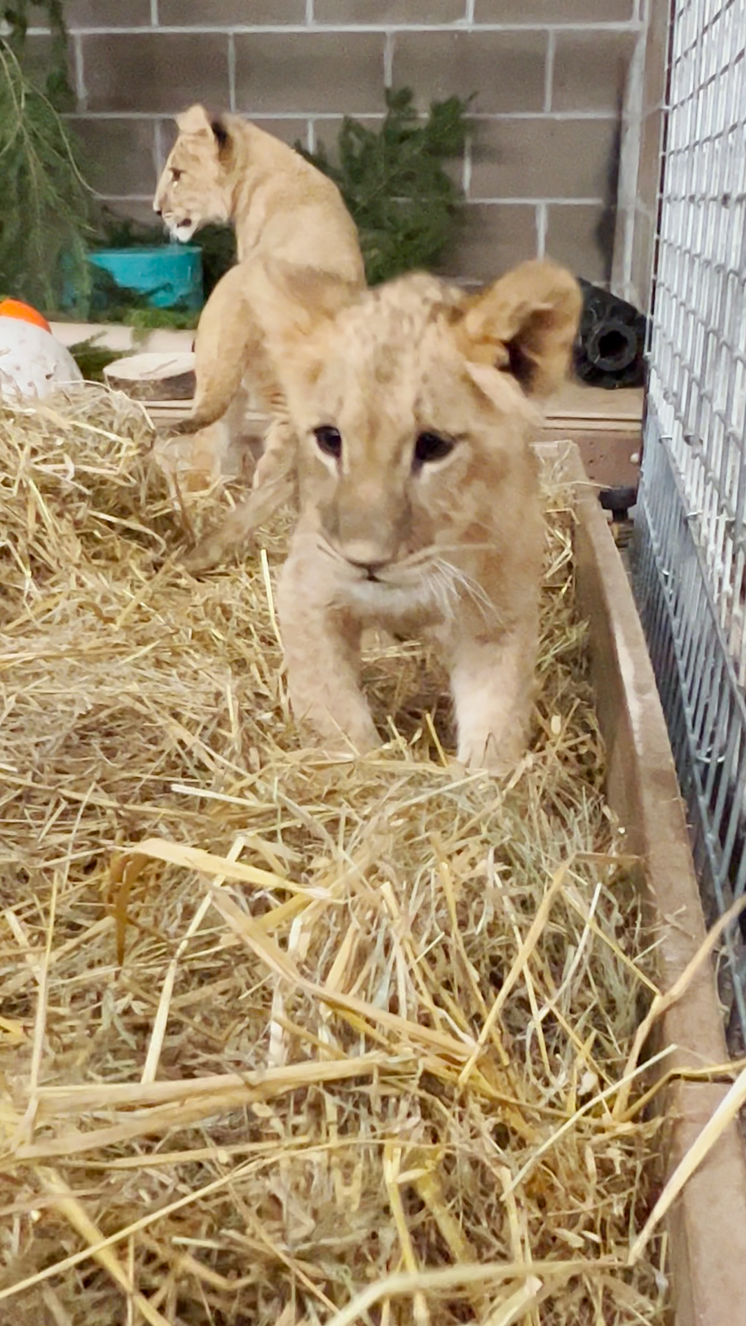 ifaw rescues big cat cubs from Ukraine