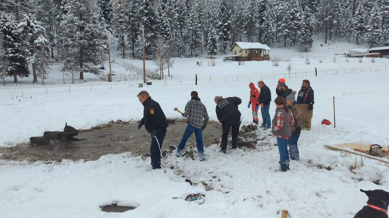 Horses fell in a frozen Montana pond. Neighbors raced to save them