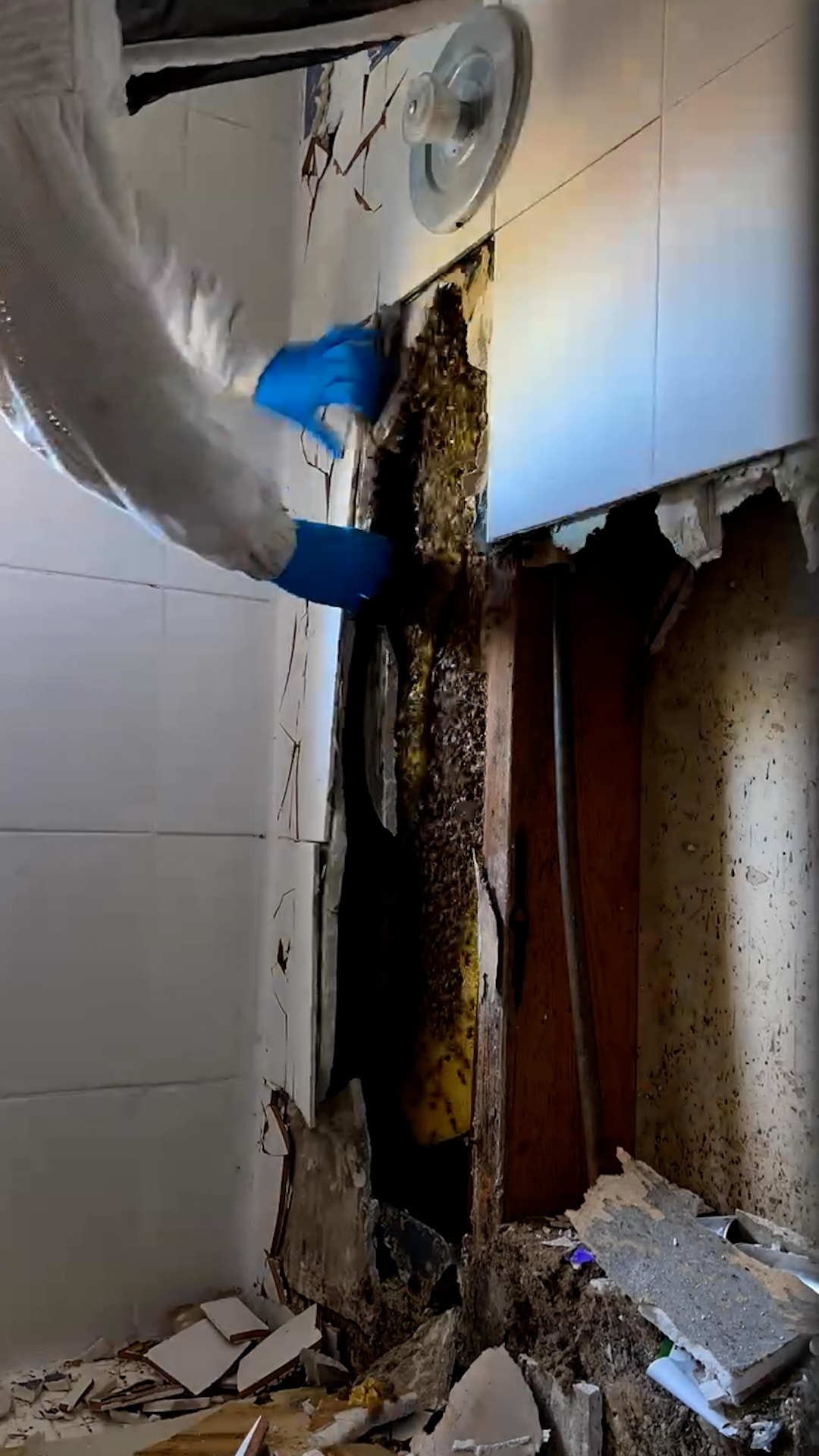 80,000 Bees, 100 lbs. of Honey, Found in Florida Couple's Bathroom Wall