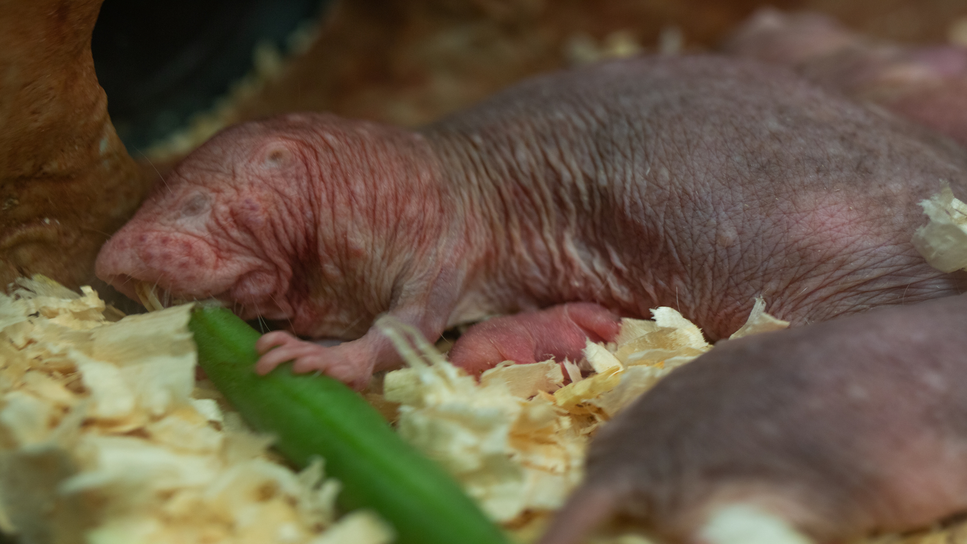 Big Day At The Zoo As Naked Mole Rat Queen Is Revealed The Washington Post