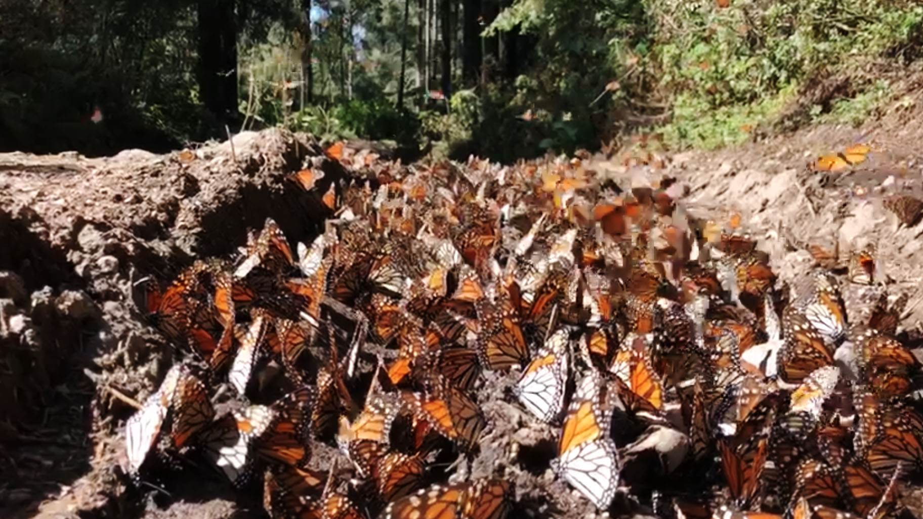 Mexico's monarch butterflies are falling victim to a real-life butterfly  effect - Vox