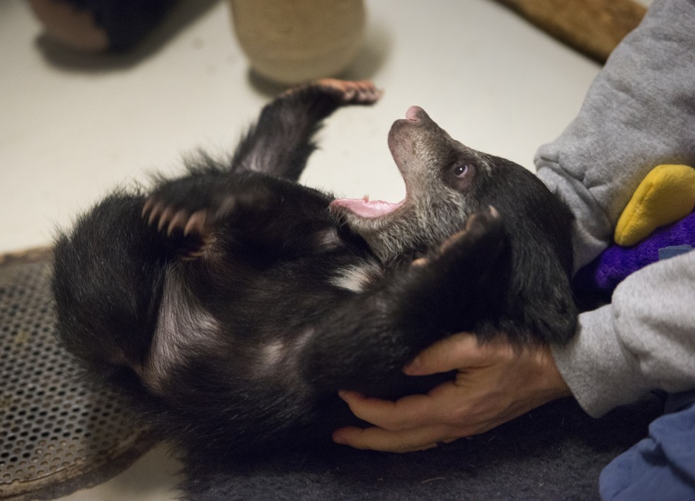 Baby Sloth Bear