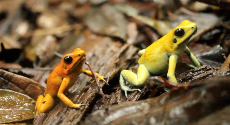 Just touching this beautiful frog can be deadly - The Washington Post