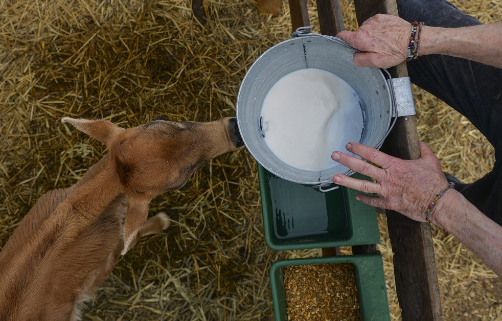 Raw milk is risky. But that doesn't mean it should be illegal. - Vox