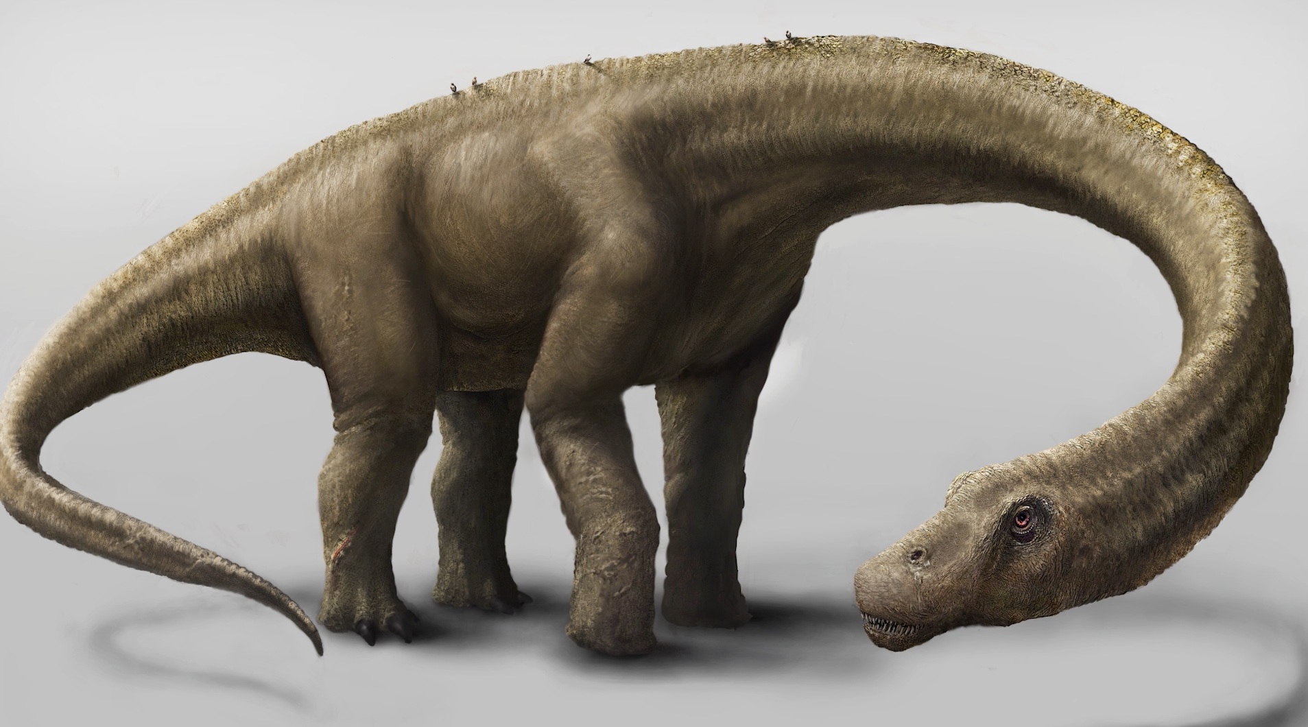 Newly discovered dinosaur, Dreadnoughtus, takes title of largest  terrestrial animal - The Washington Post