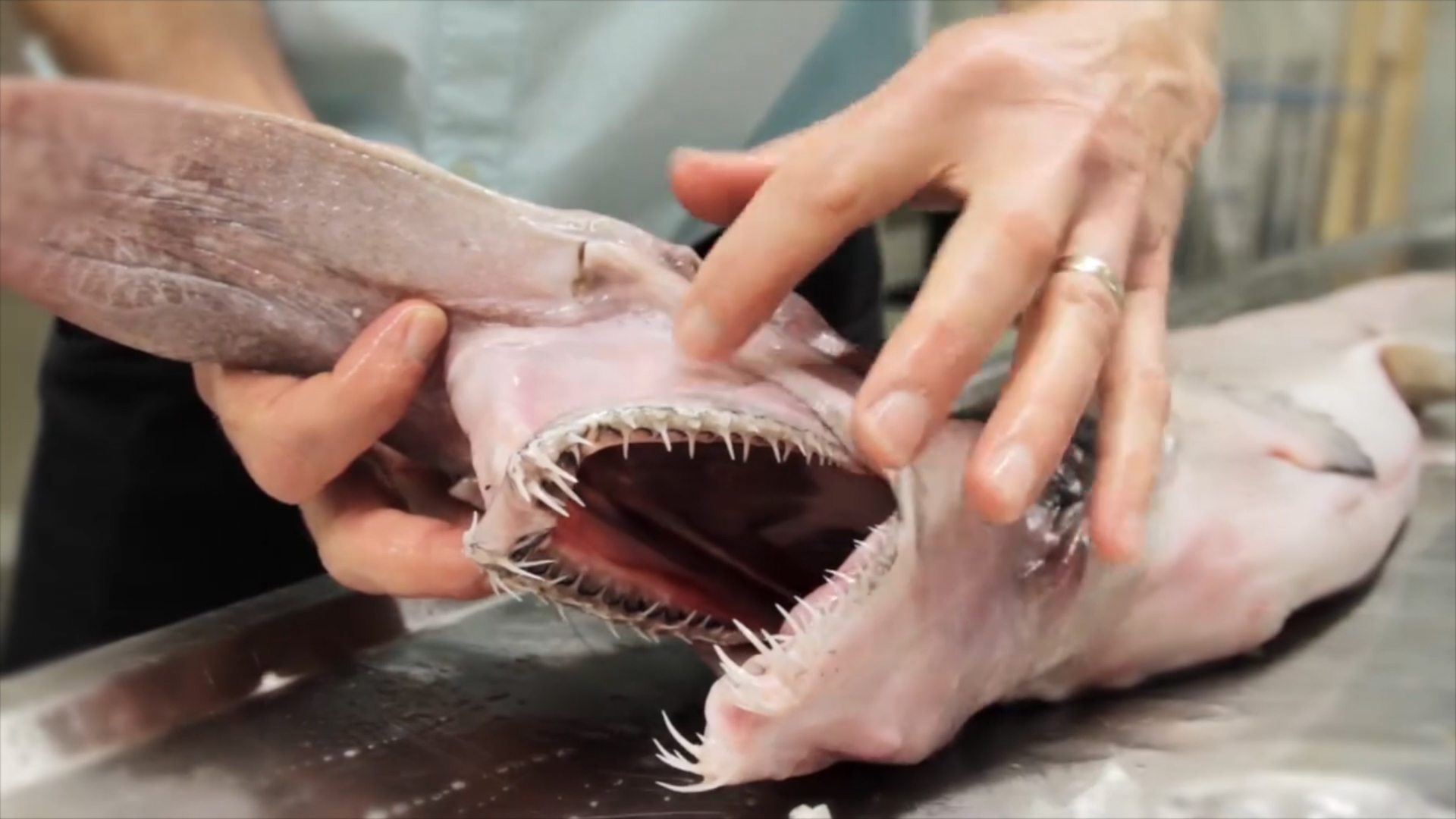 Living fossil' demon shark hauled from the ocean