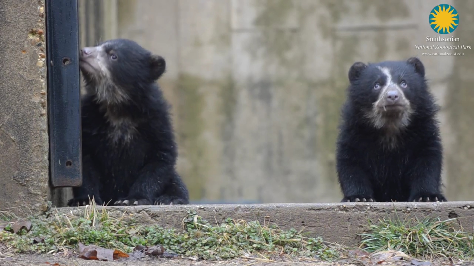 Andean bear  Smithsonian's National Zoo