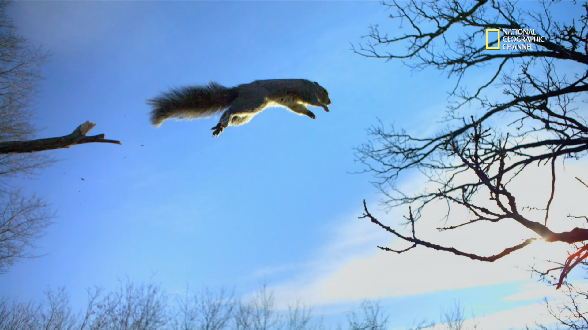 Hawk vs. squirrel