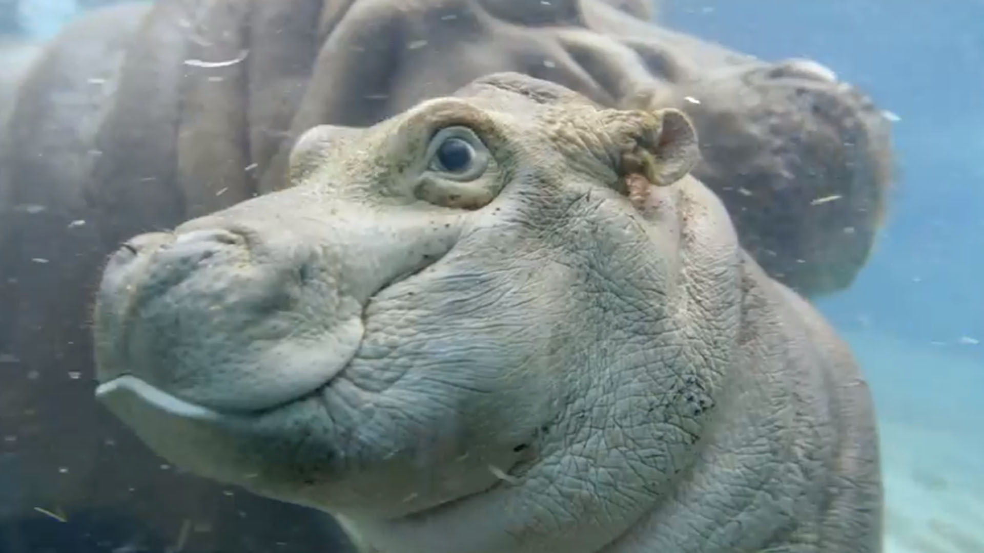 Meet San Diego's new baby hippo, image size:1920x1080