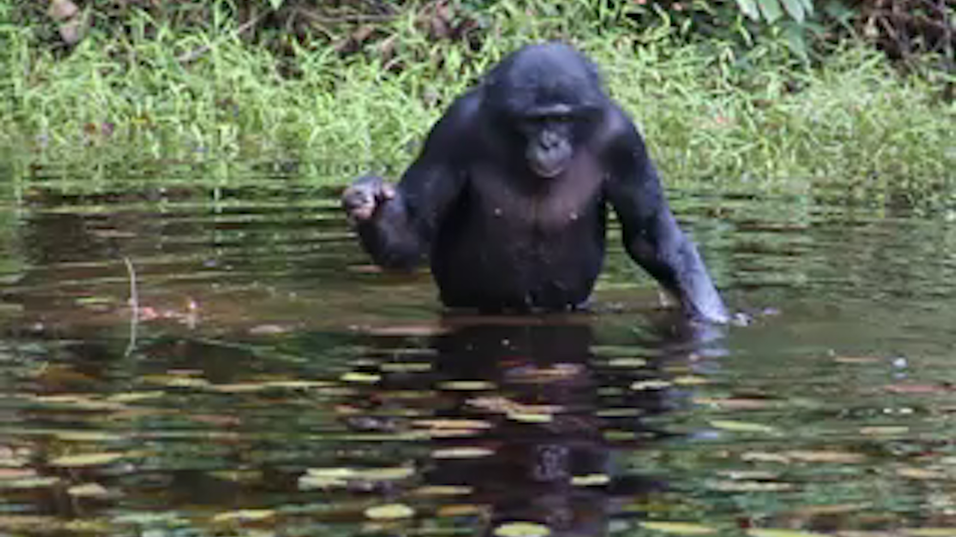 Wild Bonobos Peeping While Feeding The Washington Post