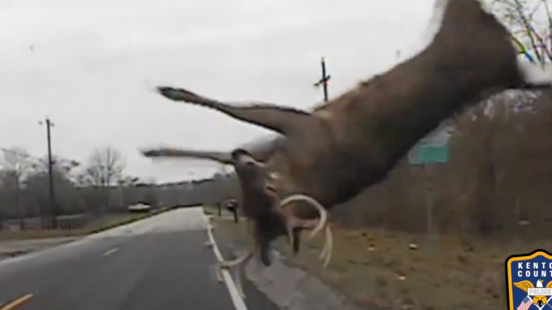 Video captures deer's shocking collision with police cruiser - The  Washington Post