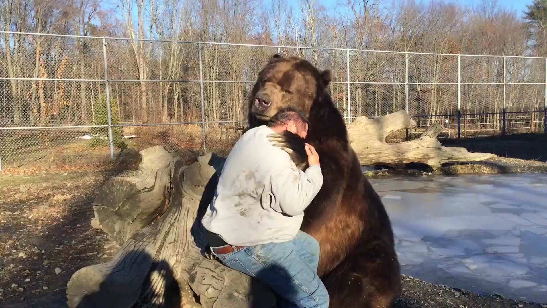 Giant grizzly bear cuddles with caretaker