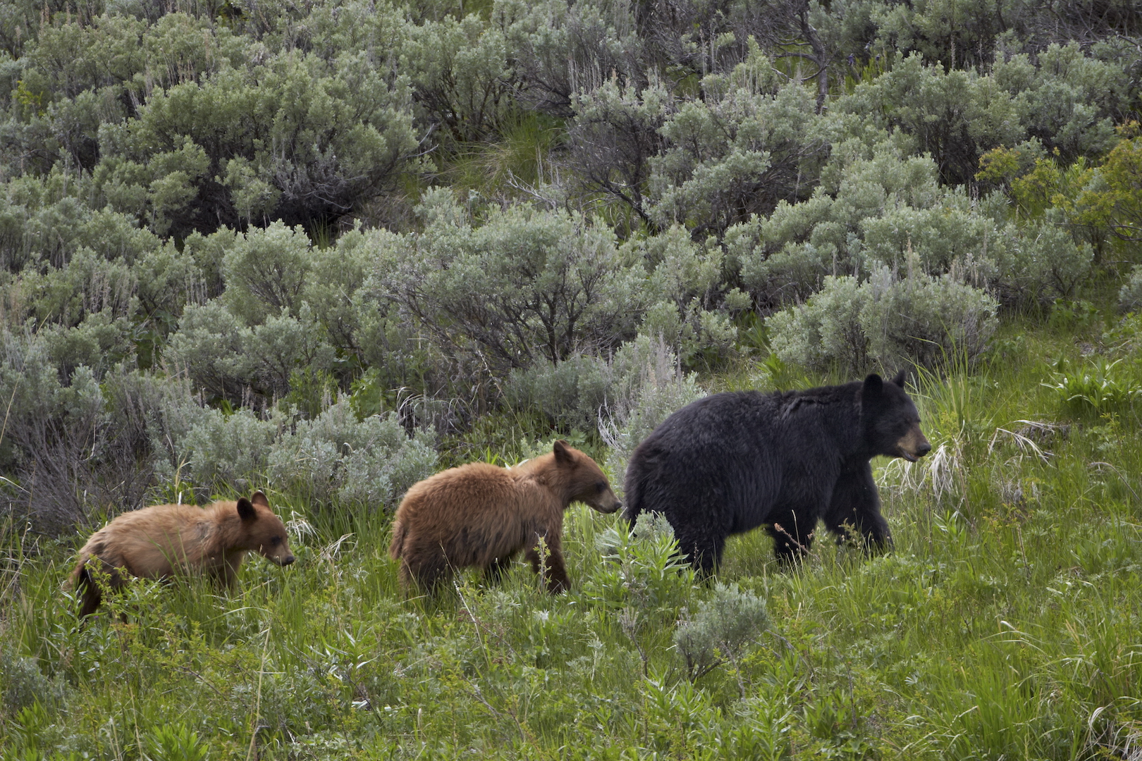 How to visit nearly every national park in one epic road trip