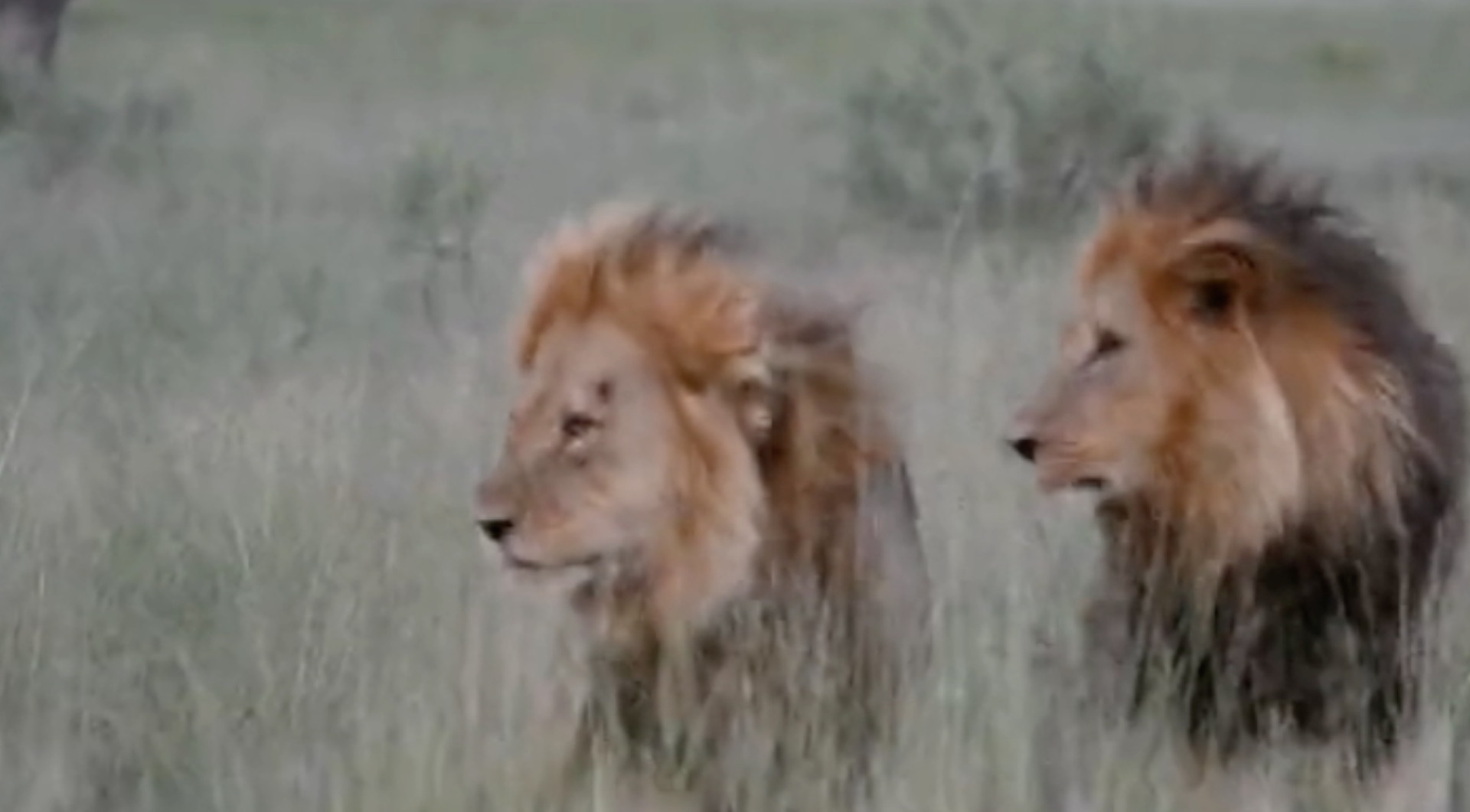 Yes, those cuddling lions are male. But that doesn't mean they're gay. -  The Washington Post