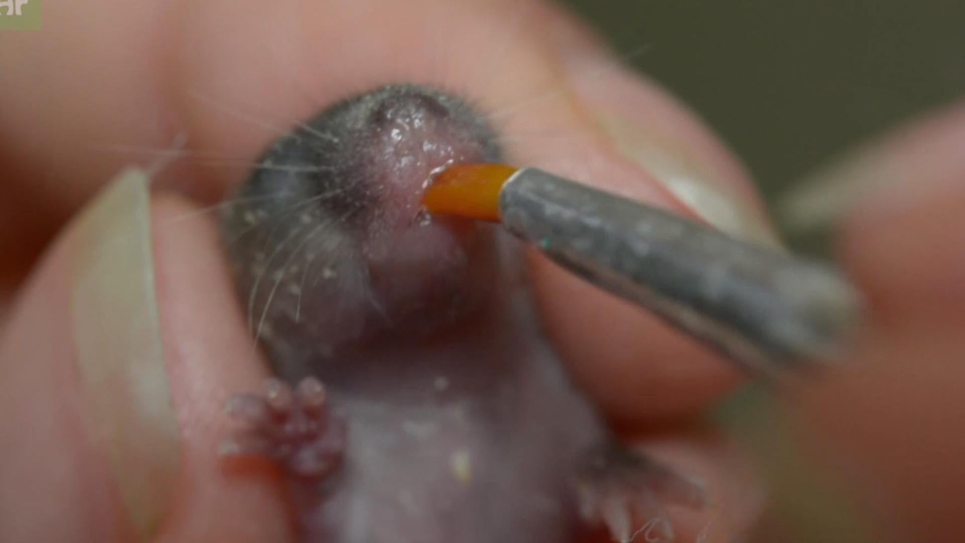 Watch Orphaned Baby Mice Get Fed With A Paintbrush