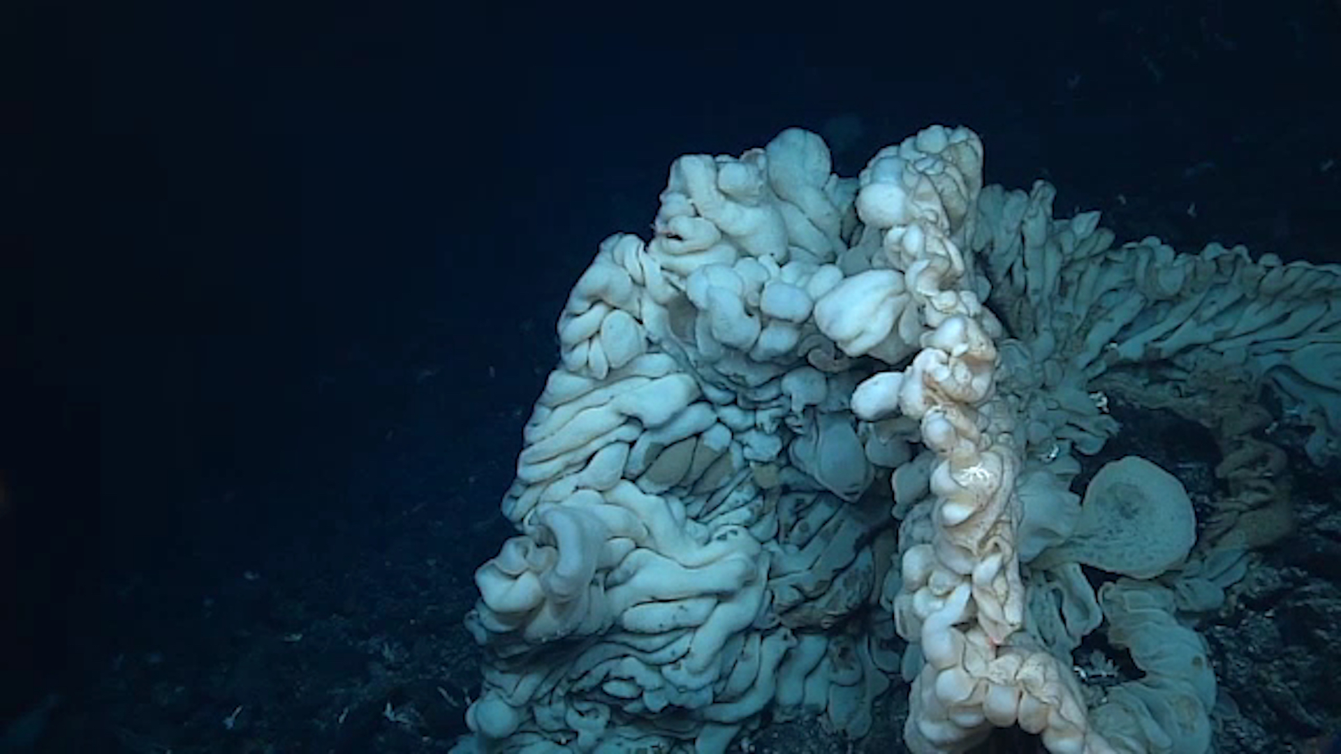 A sea sponge the size of a minivan could be one of the world's oldest  living animals - The Washington Post