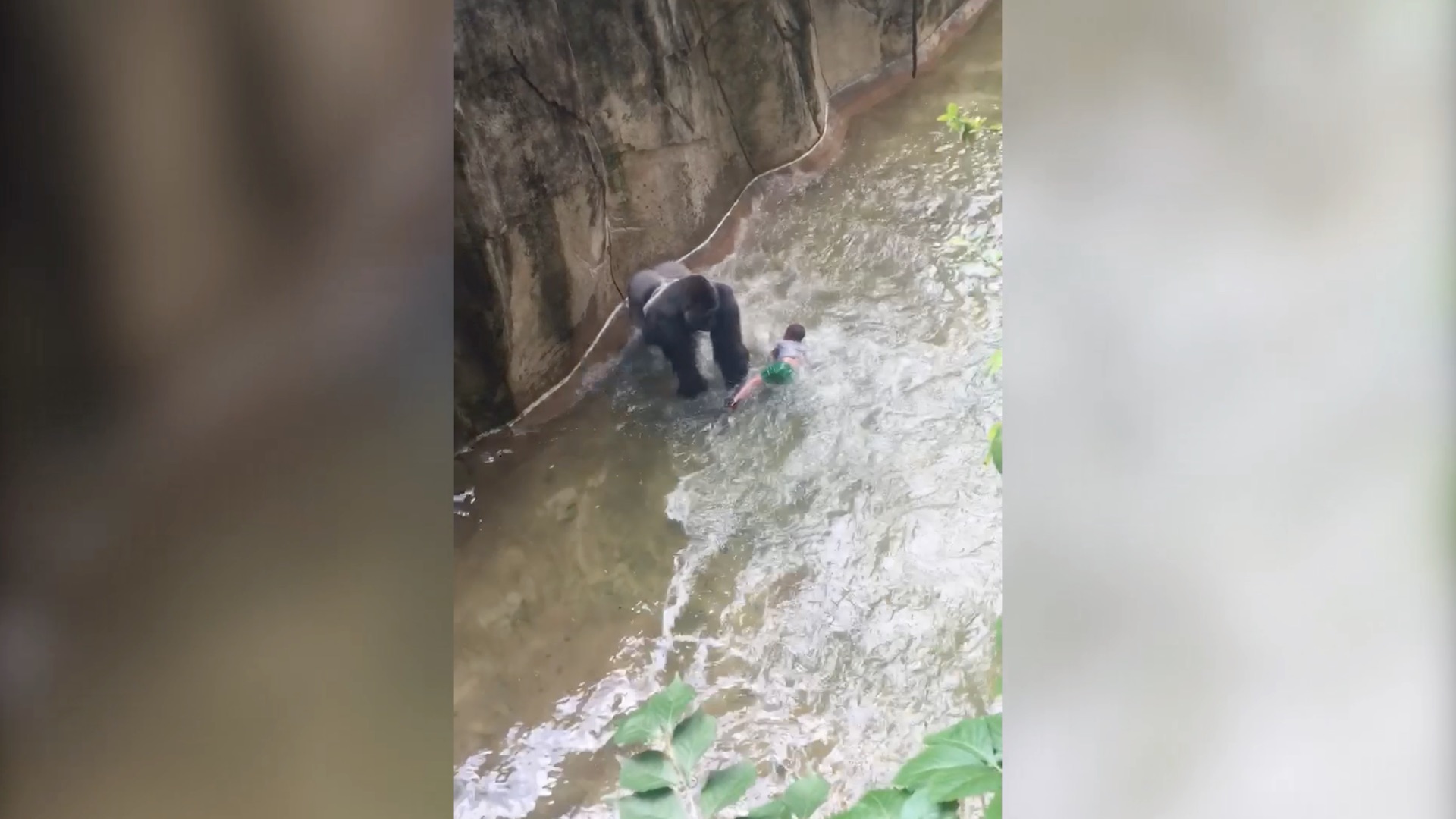 Steelers LB isn't sad about the zoo gorilla's death because he was from  Cincinnati