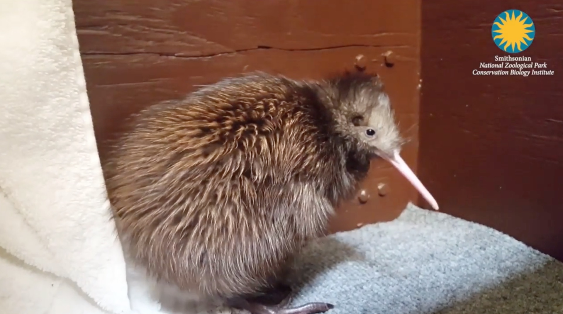 A Kiwi Is Born Rare Flightless New Zealand Bird Hatched At National Zoo S Virginia Research Facility The Washington Post