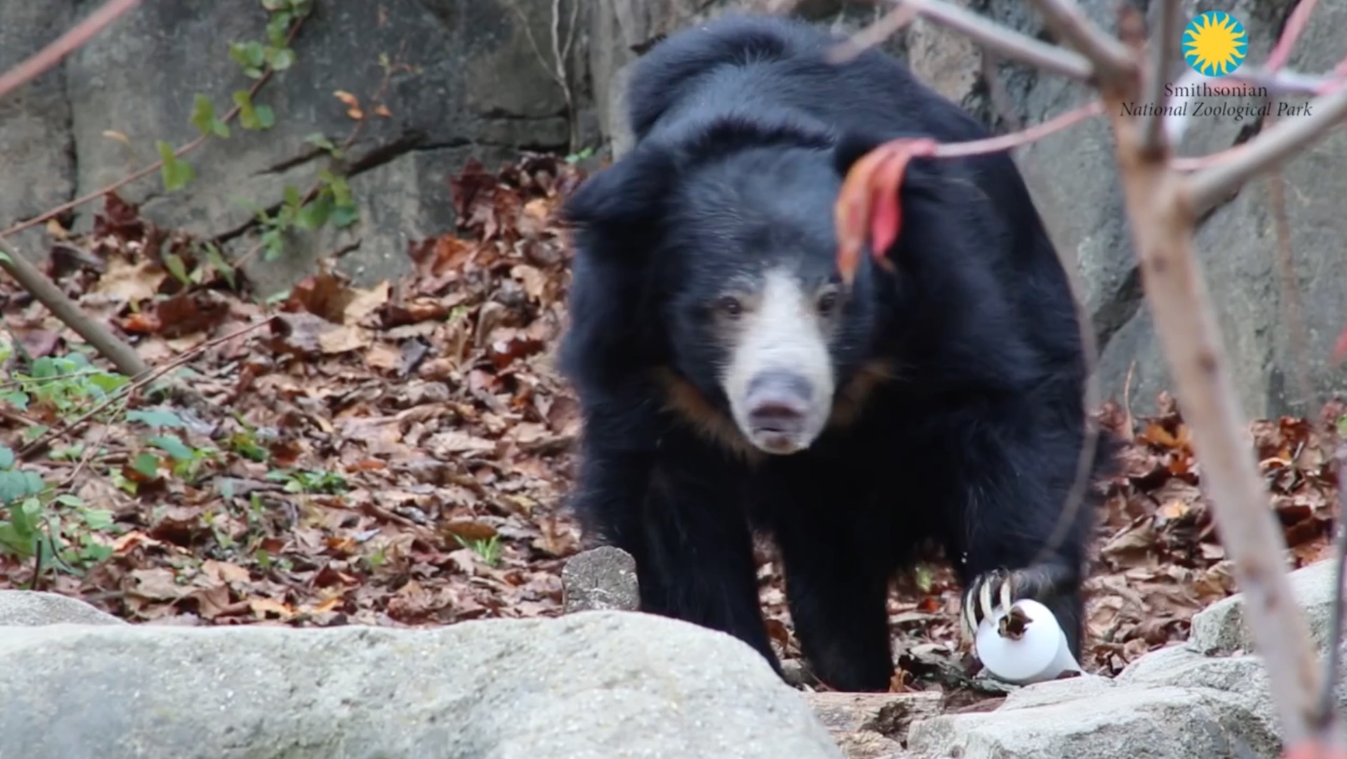 Sloth bear  Smithsonian's National Zoo and Conservation Biology Institute