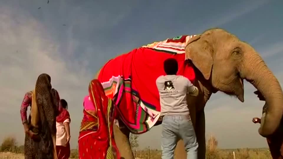 Indian elephants wear giant, hand-knitted sweaters to beat the