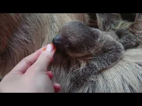 Baby Sloth Elio Welcomed At London Zoo