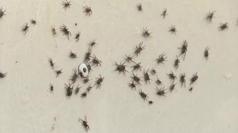 Spiders rain down on Australian town 