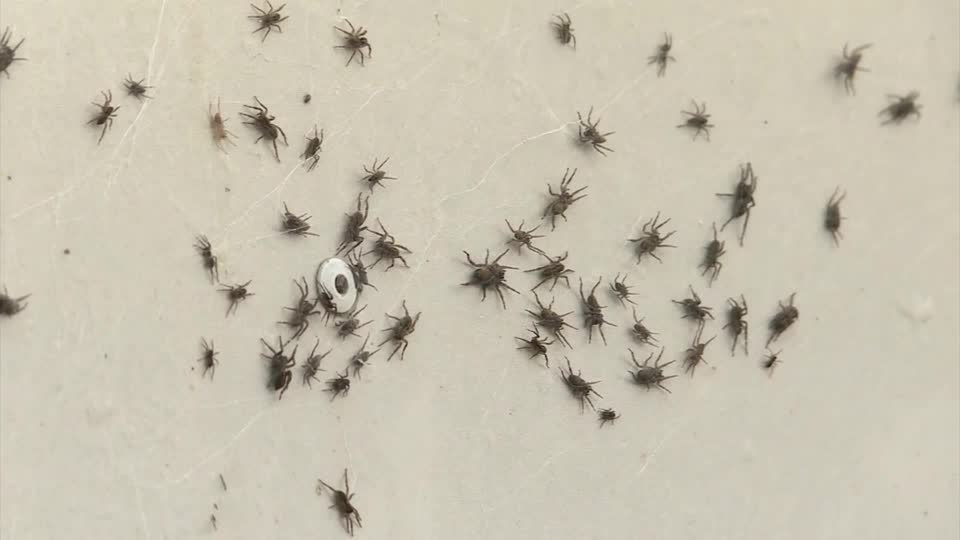 Spiders cover Australian region of Gippsland in cobwebs as they flee  flooding